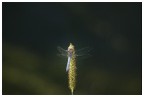 libellula libellula