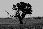 Ricordi di una sughera Ricordi di una sughera