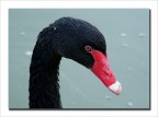 Ritratto di Cigno Nero Ritratto di Cigno Nero
