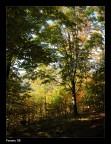 Natura....... Autunnale Natura....... Autunnale