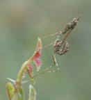 Piccola Empusa...