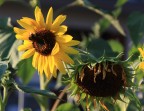 Il Ciclo della Vita Il Ciclo della Vita