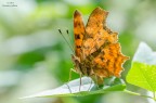 Polygonia c-album