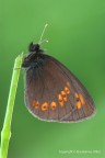 Erebia alberganus Erebia alberganus