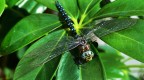 LIBELLULA LIBELLULA