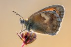 Coenonympha pamphilus in controluce Coenonympha pamphilus in controluce