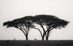 Tanzania Tanzania