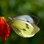 *** Cavolaia al McDrive ***