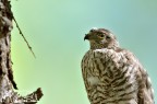 Sparviero - sparrowhawk Sparviero - sparrowhawk