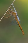 Orthetrum coerulescens