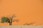 Albero d'Africa Albero d'Africa