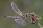 Sympetrum fonscolombii femmina