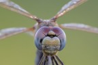 Ritratto Sympetrum fonscolombii