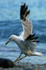 gull gull