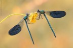Calopteryx ²....specularity... Calopteryx ²....specularity...