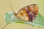 (altra compo) Brentis daphne (altra compo) Brentis daphne
