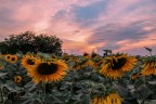 sunflowers sunset
