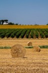 Policromie in campagna Policromie in campagna