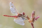Sympetrum fonscolombiiMachio