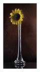 il girasole il girasole