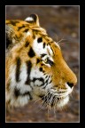 Tigre Tigre