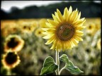 only the sun... only the sun...