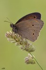 Maniola jurtina (Linnaeus, 1758) Maniola jurtina (Linnaeus, 1758)
