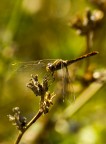 Libellua Libellua