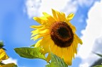 sole floreale sole floreale