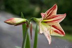 Lilium Lilium