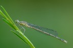 damigella damigella