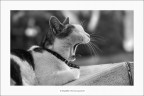 Il Gattoparlo: "no go voia de far un casso... come Il Gattoparlo: "no go voia de far un casso... come