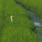 Airone Guardabuoi # 2