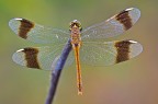 Sympetrum pedemontanum Sympetrum pedemontanum
