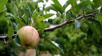 Apple Apple