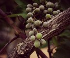 Vigna Vigna
