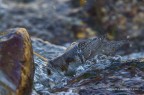 Merlo acquaiolo (Cinclus cinclu) Merlo acquaiolo (Cinclus cinclu)