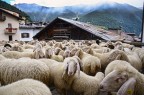 IL RITORNO DELLE PECORE IN PAESE IL RITORNO DELLE PECORE IN PAESE