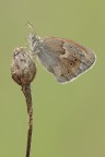 Coenonynpha pamphilus Coenonynpha pamphilus