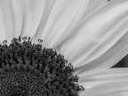 Macro BN Macro BN