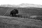 Countryside Countryside