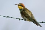 Gruccione (Merops apiaster) Gruccione (Merops apiaster)