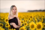 Girasoli di Luglio Girasoli di Luglio