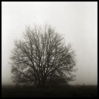 nebbia#2 nebbia#2