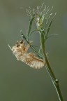 Exuvia di Cicala Exuvia di Cicala