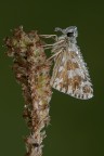 Pyrgus Pyrgus