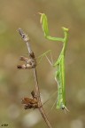 Mantide religiosa dipettosa...... Mantide religiosa dipettosa......