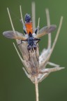Cylindromyia brassicaria Cylindromyia brassicaria