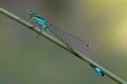 Ischnura elegans Ischnura elegans