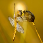 oro oro